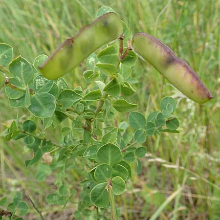 Cytisophyllum sessilifolium \ Sdlicher Geiklee, Blattstielloser Geiklee, F Demoiselles Coiffées 8.7.2016