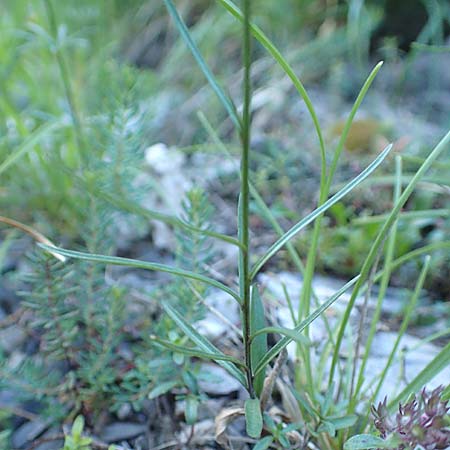 Campanula stenocodon \ Schmalbltige Glockenblume / Cottian Bellflower, F Gorges du Bachelard 9.7.2016