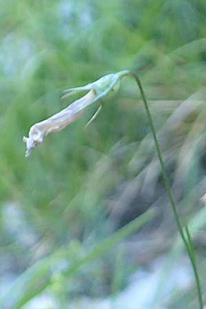 Campanula stenocodon \ Schmalbltige Glockenblume, F Gorges du Bachelard 9.7.2016