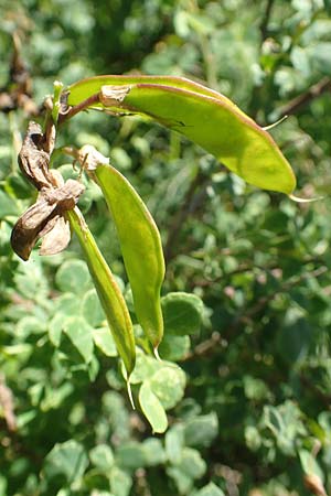 Cytisophyllum sessilifolium \ Sdlicher Geiklee, Blattstielloser Geiklee, F Col de la Cayolle 9.7.2016