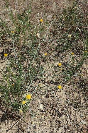 Centaurea solstitialis \ Sonnwend-Flockenblume / Yellow Star Thistle, F Pyrenäen/Pyrenees, Marcevol 11.8.2018