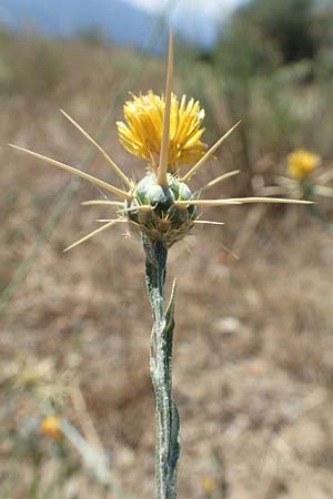 Centaurea solstitialis \ Sonnwend-Flockenblume, F Pyrenäen, Marcevol 11.8.2018