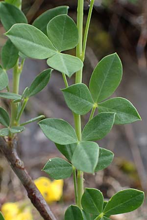 Cytisophyllum sessilifolium / Sessile-Leaved Tick Trefoil, F S. Sauveur-sur-Tinée 30.4.2023