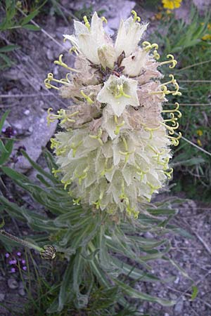 Campanula thyrsoides \ Strau-Glockenblume / Yellow Bellflower, F Col du Galibier 21.6.2008