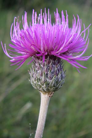 Cirsium tuberosum \ Knollige Kratzdistel, Knollen-Kratzdistel / Tuberous Thistle, F Severac-le-Chateau 23.6.2008