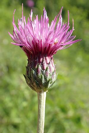 Cirsium tuberosum \ Knollige Kratzdistel, Knollen-Kratzdistel / Tuberous Thistle, F Gambsheim 5.6.2018