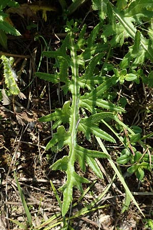 Cirsium tuberosum \ Knollige Kratzdistel, Knollen-Kratzdistel / Tuberous Thistle, F Gambsheim 5.6.2018