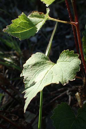 Campanula trachelium \ Nesselblättrige Glockenblume / Nettle-Leaved Bellflower, F Pyrenäen/Pyrenees, Sougia 23.7.2018