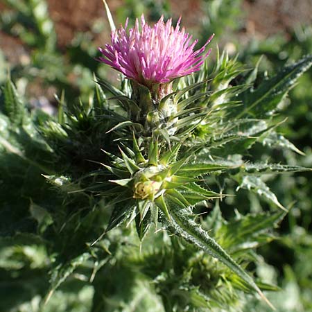 Carduus tenuiflorus \ Schmalkpfige Distel / Slender Thistle, F Grasse 2.5.2023