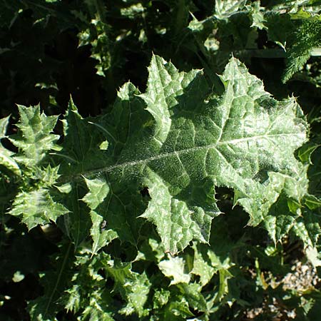 Carduus tenuiflorus \ Schmalkpfige Distel, F Grasse 2.5.2023