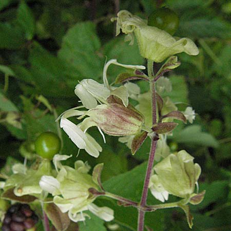 Silene baccifera \ Hhnerbiss, Taubenkropf / Berry Catchfly, F Montsegur 15.8.2006