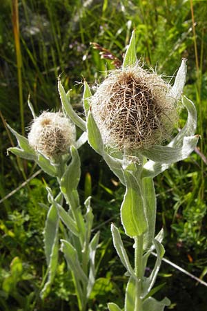 Centaurea uniflora \ Einkpfige Flockenblume / Plume Knapweed, F Col de la Bonette 8.7.2016