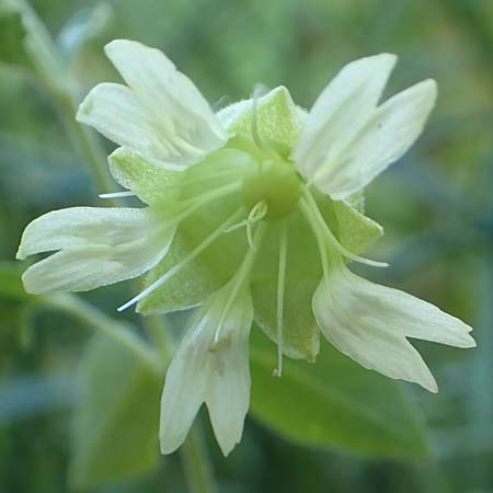 Silene baccifera \ Hhnerbiss, Taubenkropf / Berry Catchfly, F Beauchastel 21.7.2018