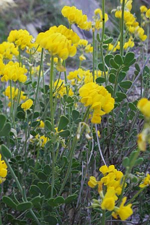 Coronilla glauca \ Blaugrne Kronwicke / Mediterranean Scorpion Vetch, F Jonte - Schlucht / Gorge 8.6.2006