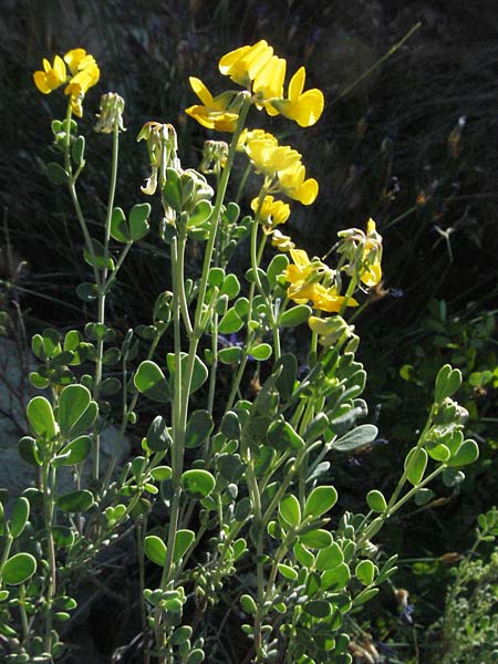 Coronilla glauca \ Blaugrne Kronwicke, F Jonte - Schlucht 8.6.2006