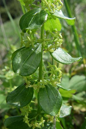 Cruciata verna \ Frhlings-Kreuzlabkraut, Kahles Kreuzlabkraut, F Pyrenäen, Eyne 24.6.2008