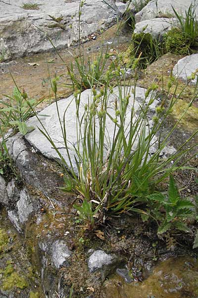 Carex viridula \ Spte Gelb-Segge / Little Green Sedge, Small-Fruited Yellow Sedge, F Saint Veran (Dourbie) 30.5.2009