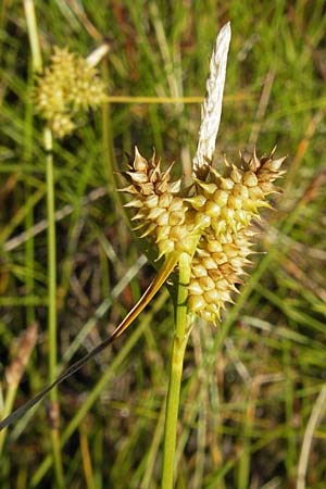 Carex viridula \ Spte Gelb-Segge / Little Green Sedge, Small-Fruited Yellow Sedge, F Bitche 28.7.2009