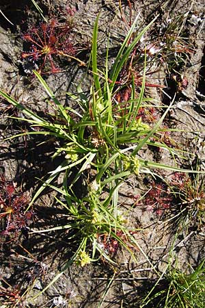 Carex viridula \ Spte Gelb-Segge / Little Green Sedge, Small-Fruited Yellow Sedge, F Bitche 8.9.2012