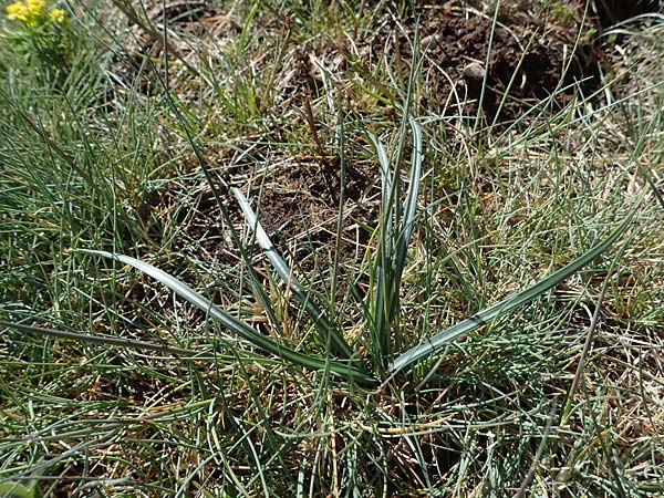 Crocus versicolor \ Silberlack-Krokus, Bunter Krokus / Cloth-of-Silver Crocus, F Caussols 2.5.2023