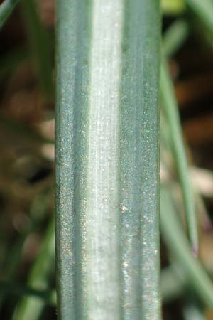 Crocus versicolor / Cloth-of-Silver Crocus, F Caussols 2.5.2023