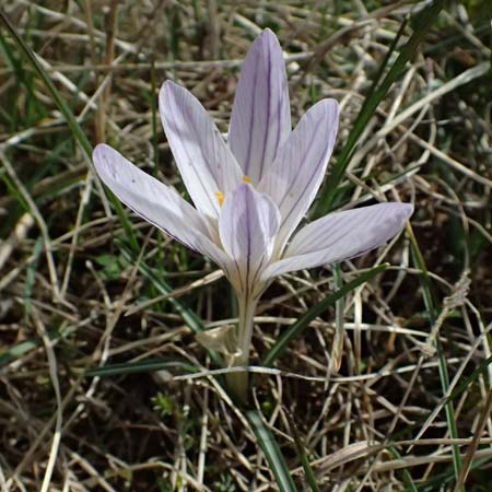 Crocus versicolor \ Silberlack-Krokus, Bunter Krokus / Cloth-of-Silver Crocus, F Caussols 15.3.2024