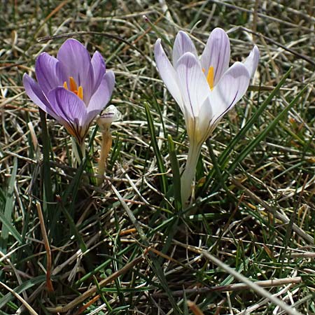 Crocus versicolor / Cloth-of-Silver Crocus, F Caussols 15.3.2024