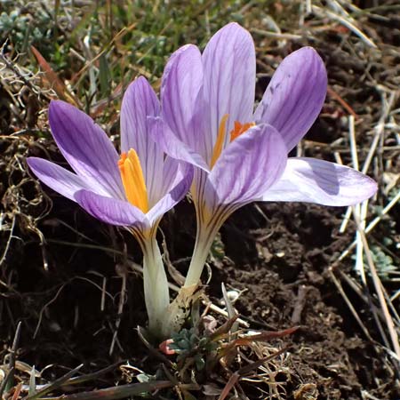 Crocus versicolor \ Silberlack-Krokus, Bunter Krokus / Cloth-of-Silver Crocus, F Caussols 15.3.2024