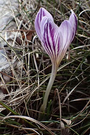 Crocus versicolor \ Silberlack-Krokus, Bunter Krokus / Cloth-of-Silver Crocus, F Caussols 15.3.2024