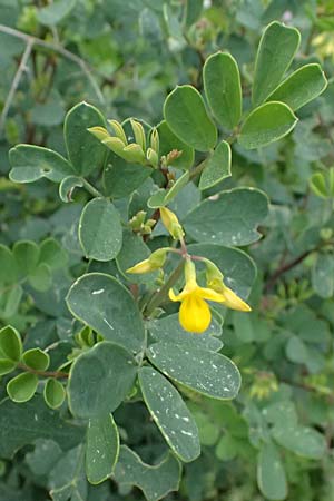 Coronilla vaginalis \ Scheiden-Kronwicke / Sheated Scorpion Vetch, F Grasse 15.3.2024