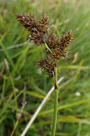 Carex paniculata \ Rispen-Segge / Greater Tussock Sedge, F Col de la Bonette 8.7.2016