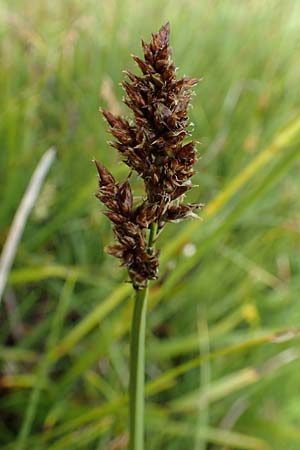 Carex paniculata \ Rispen-Segge / Greater Tussock Sedge, F Col de la Bonette 8.7.2016