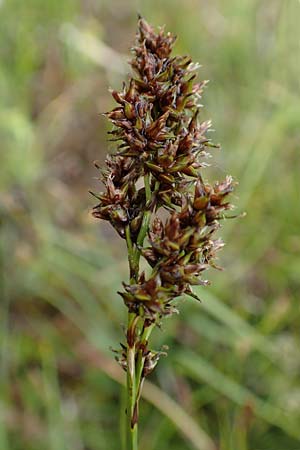 Carex paniculata \ Rispen-Segge, F Col de la Bonette 8.7.2016