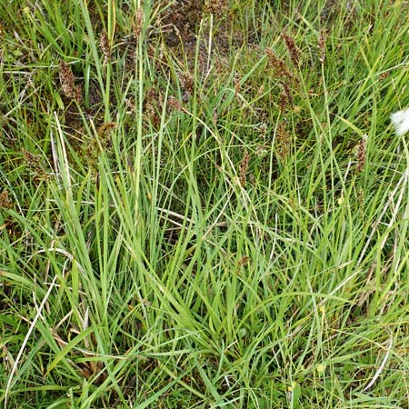 Carex paniculata \ Rispen-Segge / Greater Tussock Sedge, F Col de la Bonette 8.7.2016