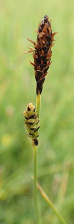 Carex panicea \ Hirse-Segge / Carnation Sedge, F Col de la Bonette 8.7.2016
