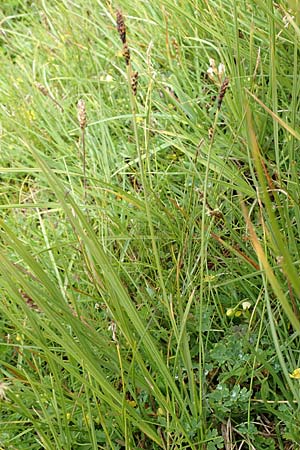 Carex panicea \ Hirse-Segge / Carnation Sedge, F Col de la Bonette 8.7.2016