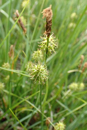 Carex lepidocarpa \ Schuppenfrchtige Gelb-Segge, F Col de la Bonette 8.7.2016