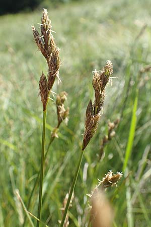 Carex ovalis \ Hasenfu-Segge, Hasenpfoten-Segge / Oval Sedge, F Collet de Allevard 9.7.2016