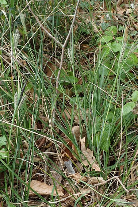 Carex flacca \ Blaugrne Segge / Blue Sedge, Carnation Grass, F Brochon 28.4.2023