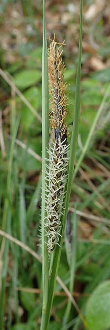 Carex flacca \ Blaugrne Segge / Blue Sedge, Carnation Grass, F Brochon 28.4.2023