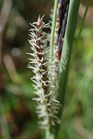 Carex flacca \ Blaugrne Segge / Blue Sedge, Carnation Grass, F Brochon 28.4.2023