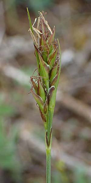 Carex halleriana \ Grundstielige Segge, Hallers Segge / Southern Sedge, Haller's Sedge, F Brochon 28.4.2023