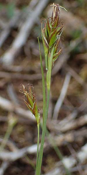 Carex halleriana \ Grundstielige Segge, Hallers Segge, F Brochon 28.4.2023