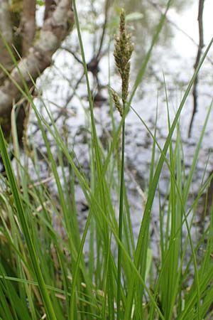 Carex canescens \ Graue Segge / Silvery Sedge, F Jura,  Saone 5.5.2023