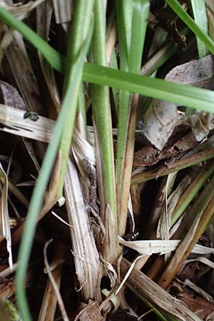 Carex canescens \ Graue Segge / Silvery Sedge, F Jura,  Saone 5.5.2023