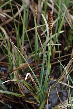 Carex panicea \ Hirse-Segge, F Jura,  Charquemont 5.5.2023
