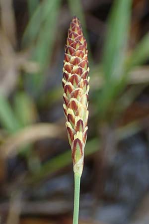 Carex panicea \ Hirse-Segge / Carnation Sedge, F Jura,  Charquemont 5.5.2023