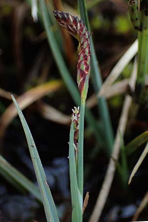 Carex panicea \ Hirse-Segge / Carnation Sedge, F Jura,  Charquemont 5.5.2023
