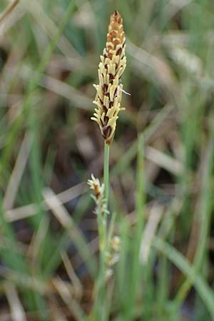 Carex panicea \ Hirse-Segge, F Jura,  Charquemont 5.5.2023