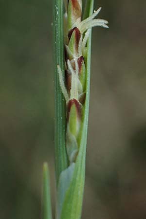 Carex panicea \ Hirse-Segge / Carnation Sedge, F Jura,  Charquemont 5.5.2023